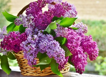 lilac-3366467_640.jpg
