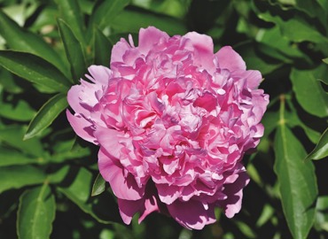 peony-5267069_640.jpg