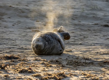 Grey Seal 7433843 640